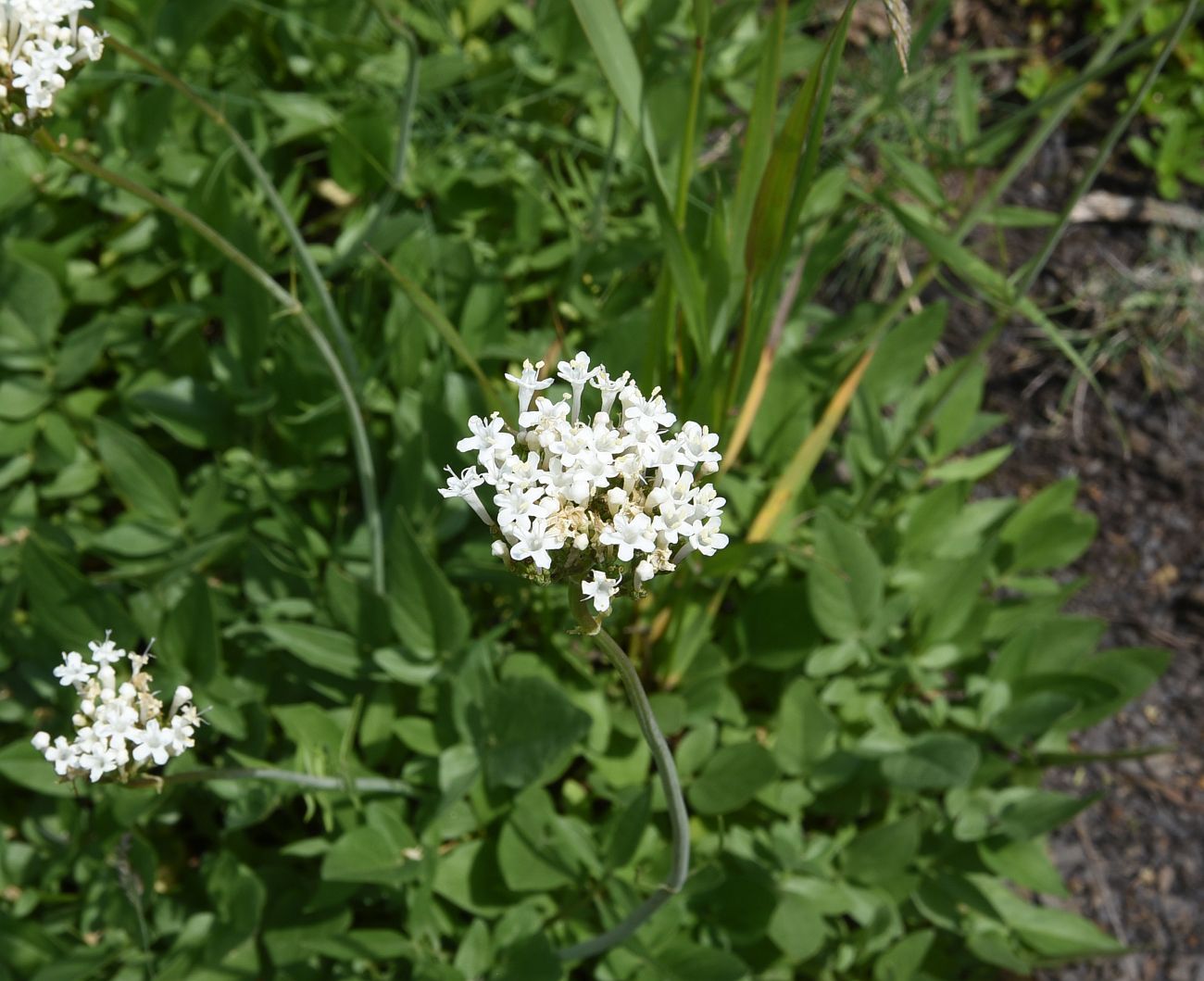 Изображение особи Valeriana sisymbriifolia.