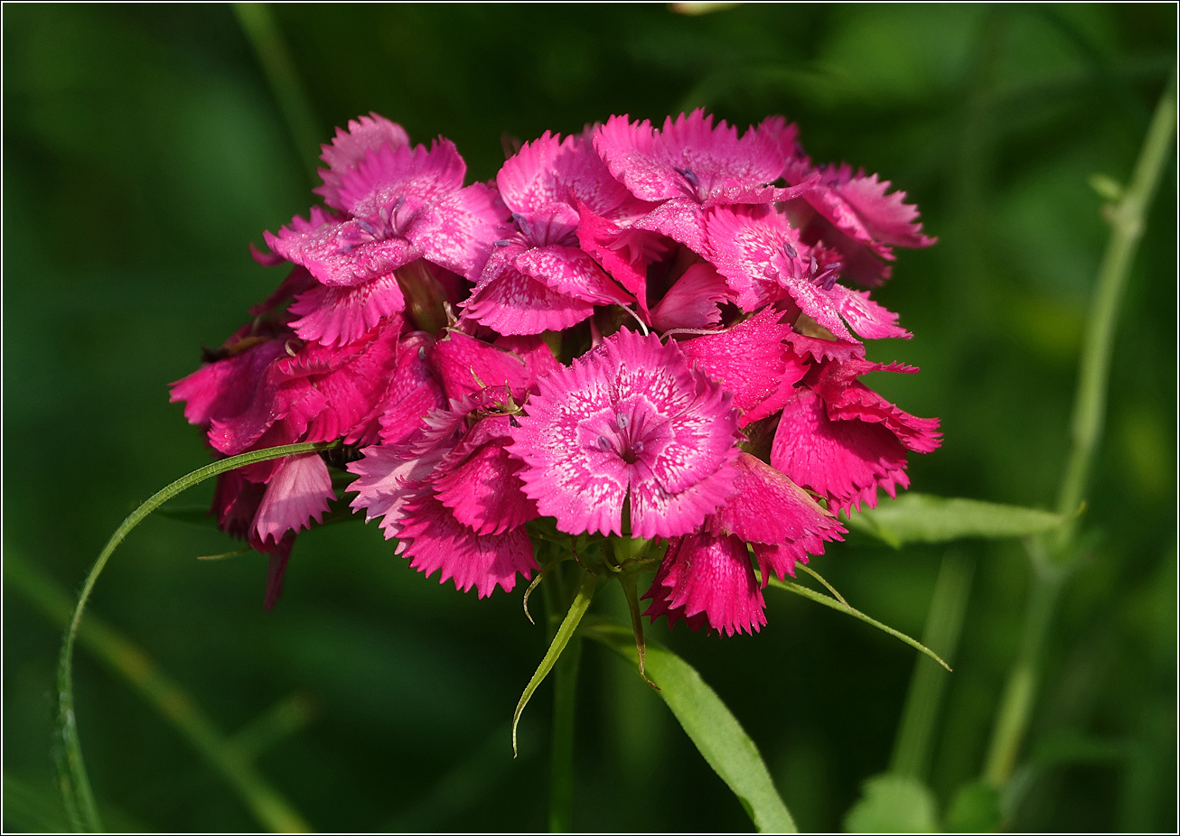 Изображение особи Dianthus barbatus.