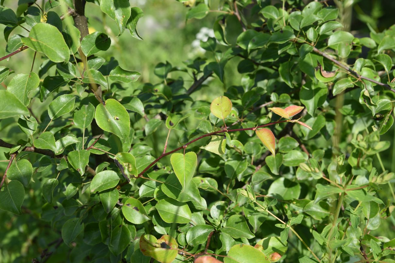 Image of Pyrus caucasica specimen.