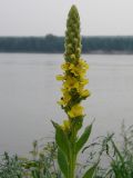 Verbascum thapsus. Верхушка цветущего растения. Новосибирская обл., Колыванский р-н, сухой луг на высоком обрывистом берегу Оби.