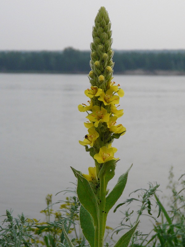 Изображение особи Verbascum thapsus.