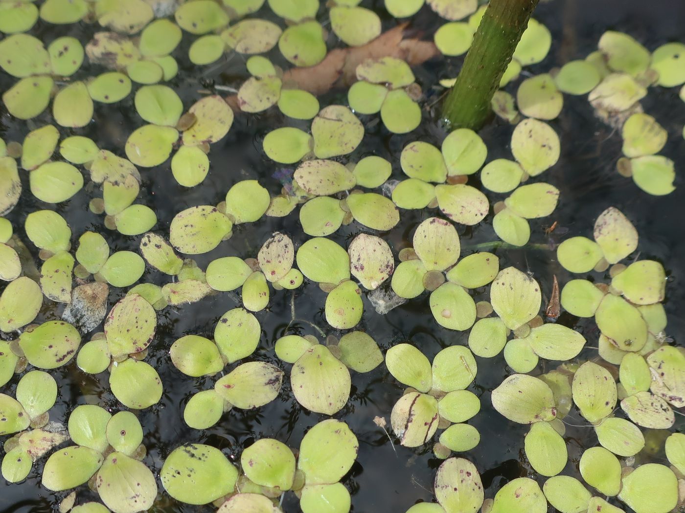 Изображение особи Spirodela polyrhiza.