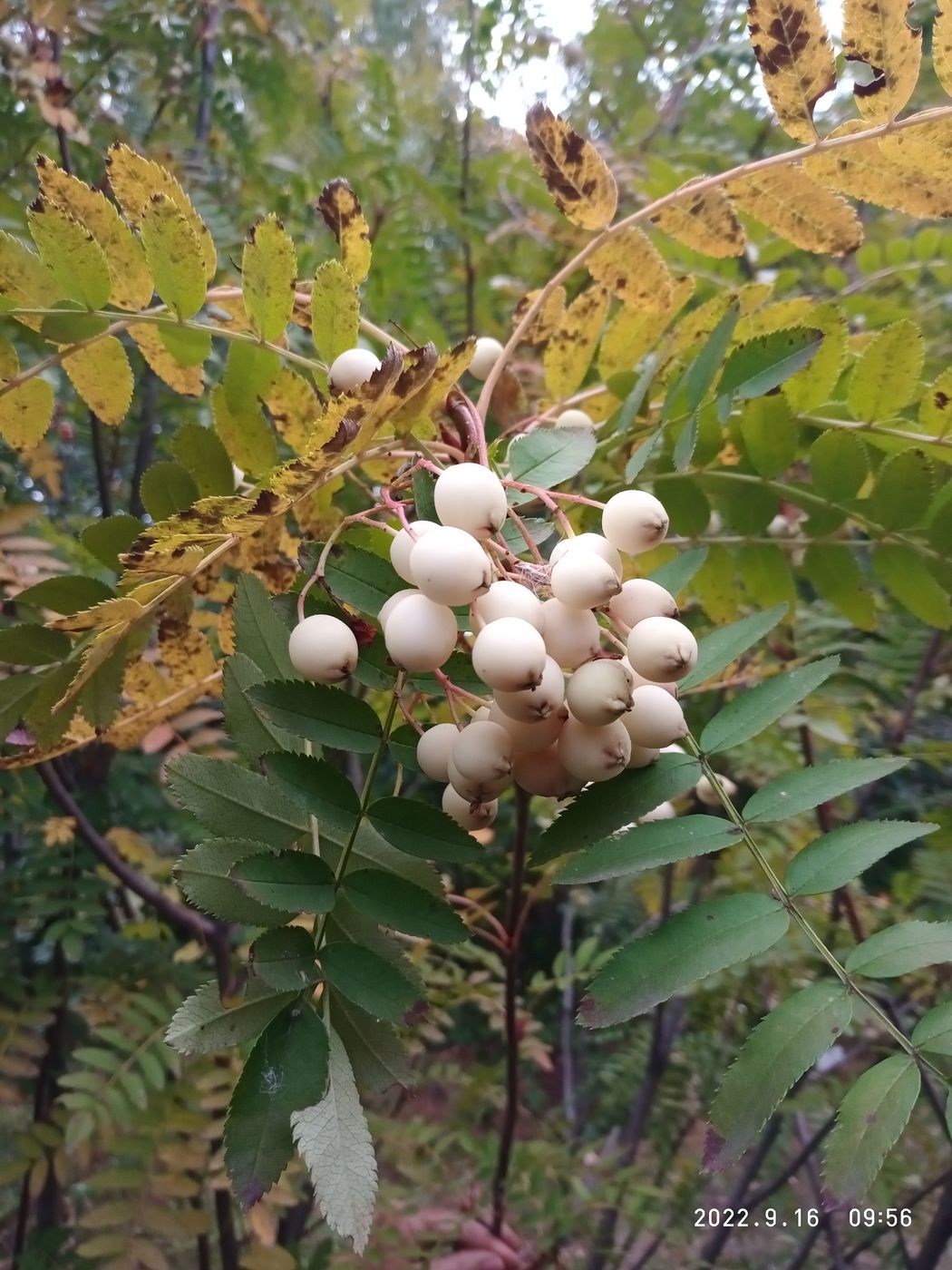 Image of Sorbus cashmiriana specimen.