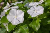 Catharanthus roseus