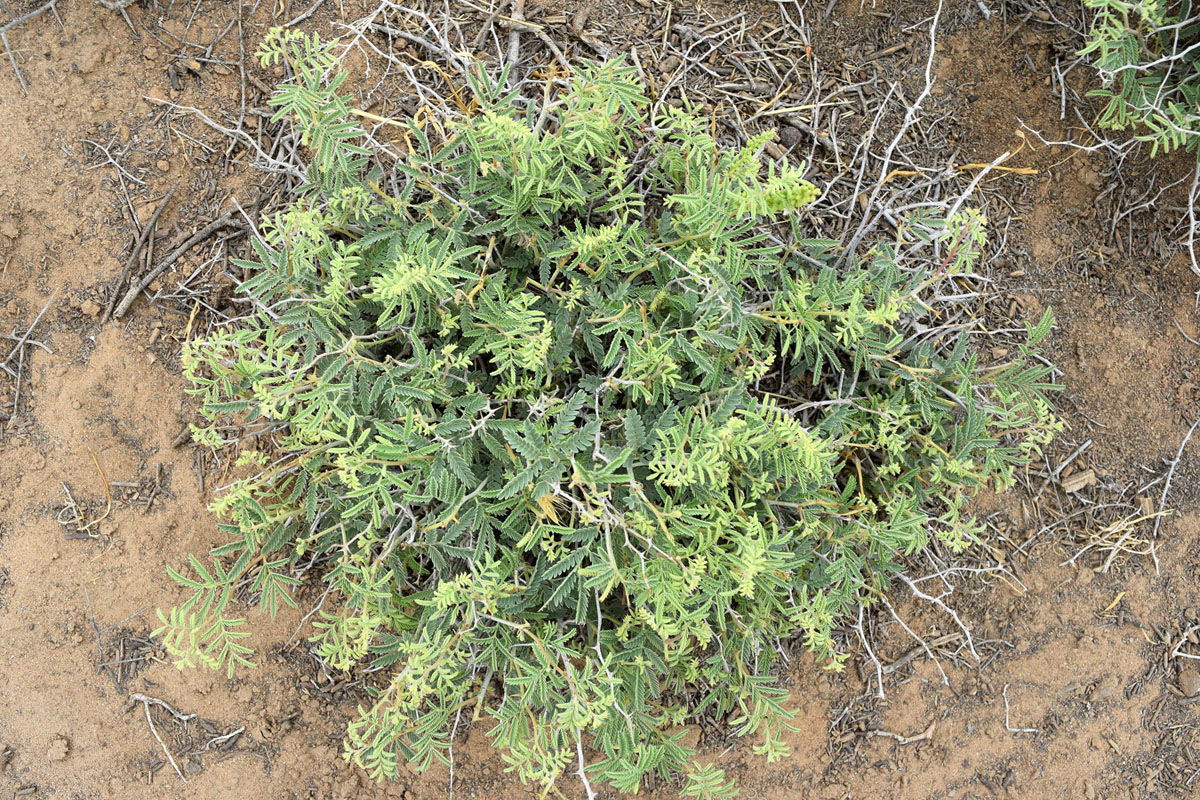 Image of Lagonychium farctum specimen.