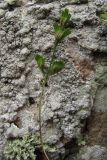 Asplenium × alternifolium. Вайя со спорангиями. Крым, Ю. берег, г. Ай-Йори. 29 ноября 2010 г.