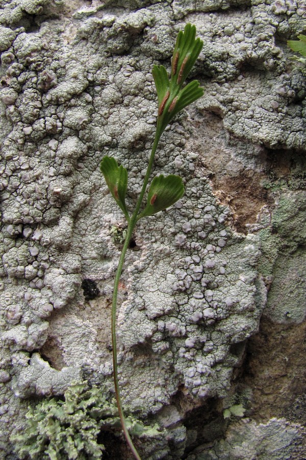 Image of Asplenium &times; alternifolium specimen.