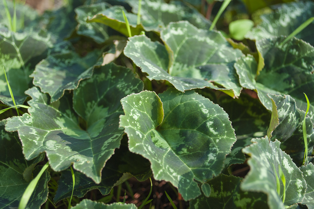 Изображение особи Cyclamen persicum.