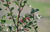 Cotoneaster melanocarpus