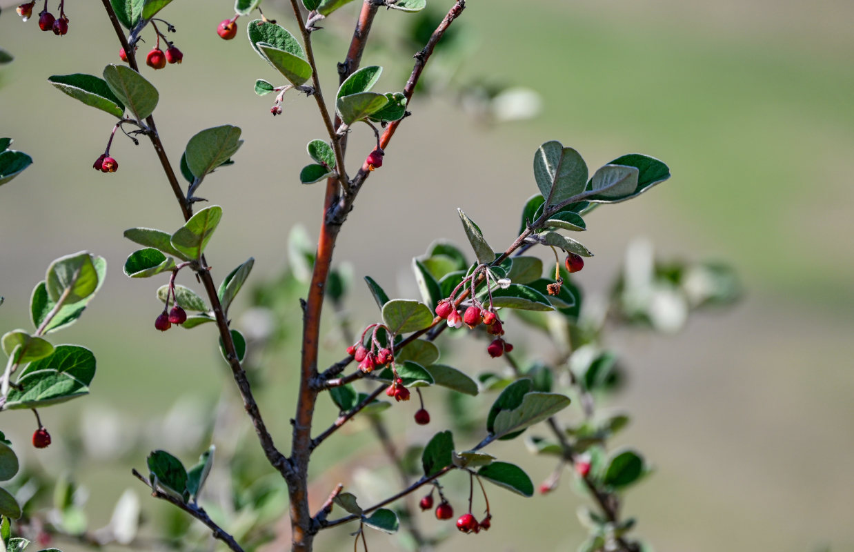 Изображение особи Cotoneaster melanocarpus.