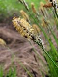 Carex cespitosa