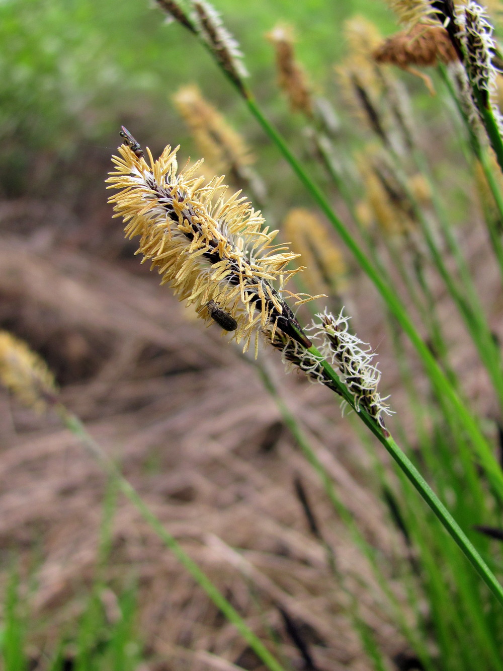 Изображение особи Carex cespitosa.