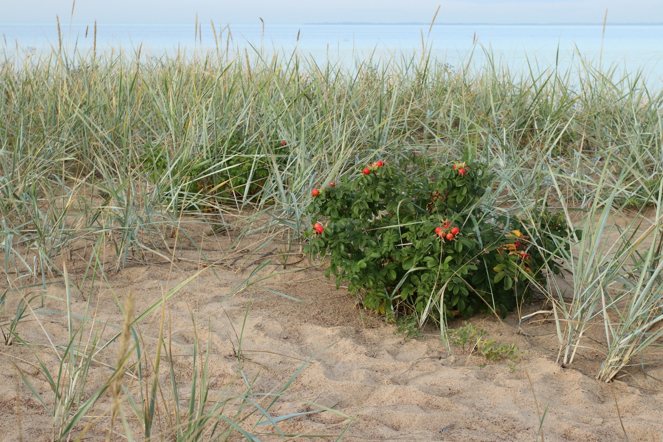 Image of Rosa rugosa specimen.