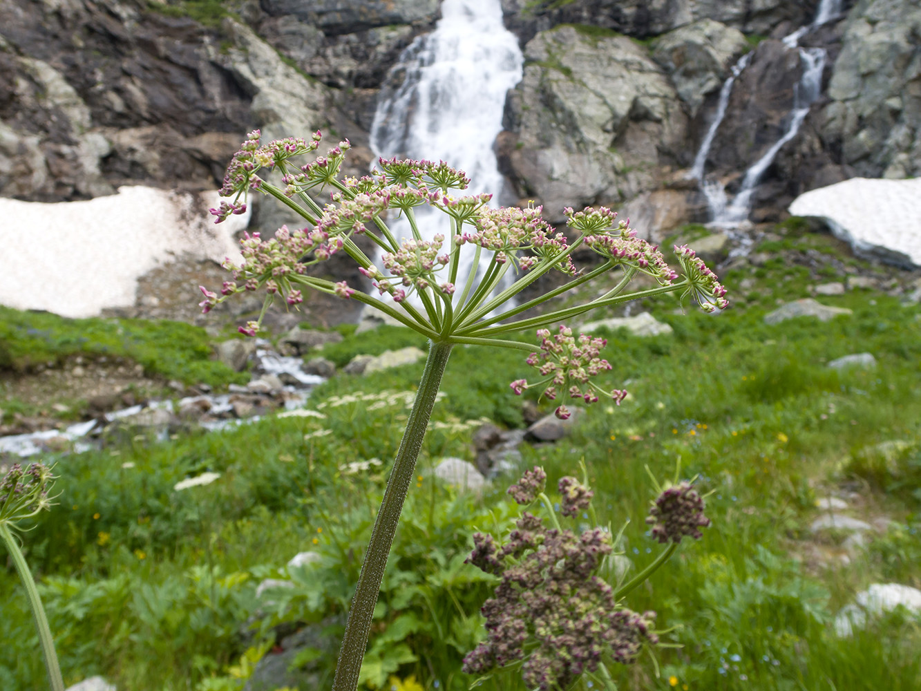 Image of genus Heracleum specimen.