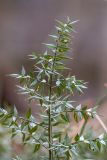 Ruscus aculeatus. Верхушка цветущего растения. Краснодарский край, Сочи, окр. мкр-на Мацеста, Сочинский нац. парк, Агурское ущелье, широколиственный лес. 24.01.2015.