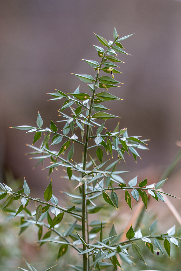 Image of Ruscus aculeatus specimen.