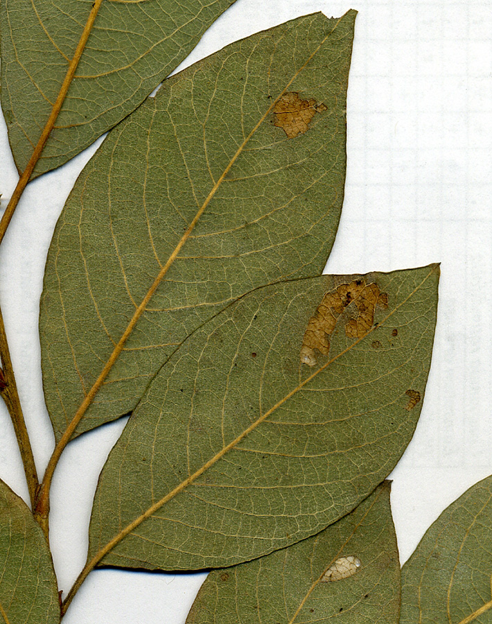 Image of Salix &times; bicolor specimen.