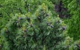 Pinus sibirica