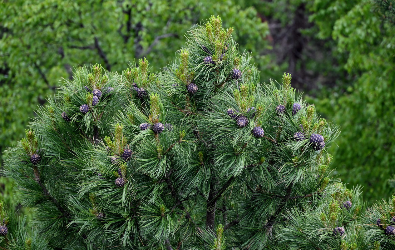 Изображение особи Pinus sibirica.