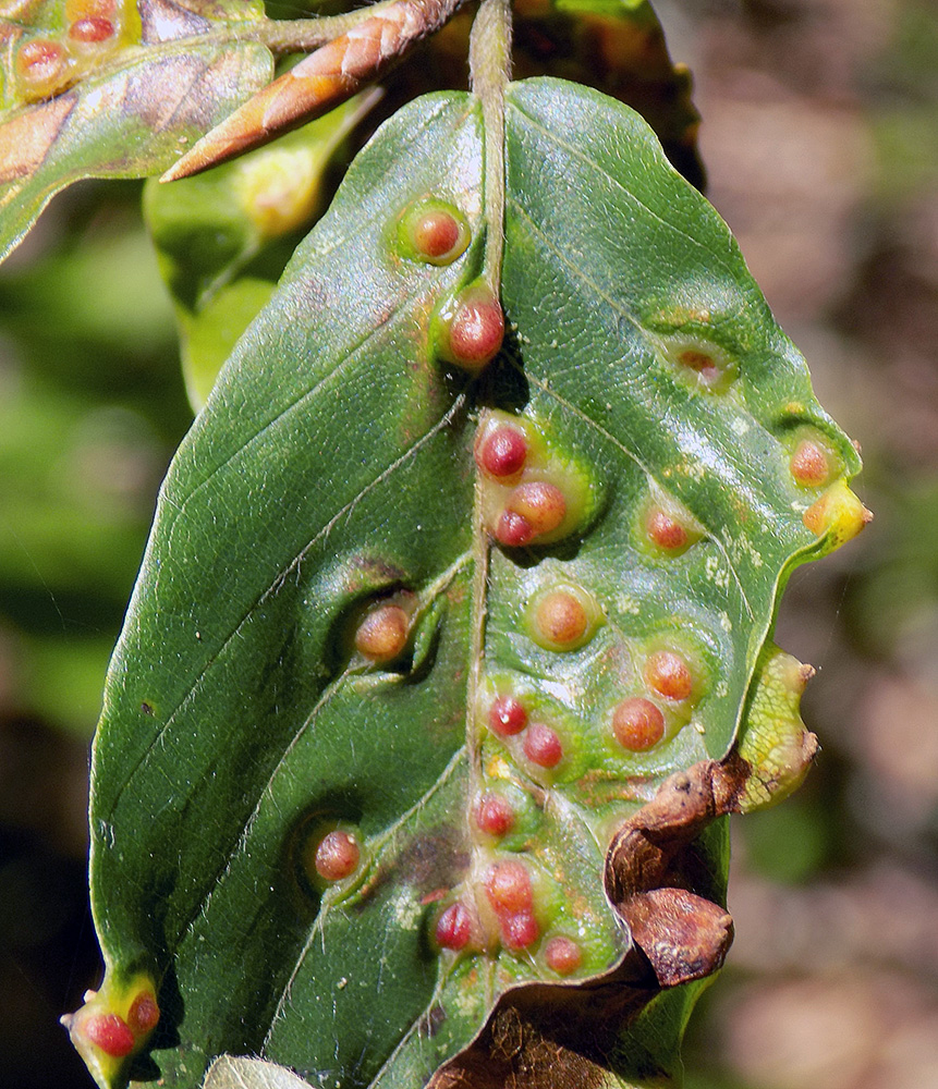 Image of Fagus orientalis specimen.