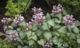 Lamium maculatum. Верхушки цветущих растений в сообществе с цветущей Veronica filiformis. Пермский край, г. Пермь, Кировский р-н, клумба у жилого дома. 02.07.2022.