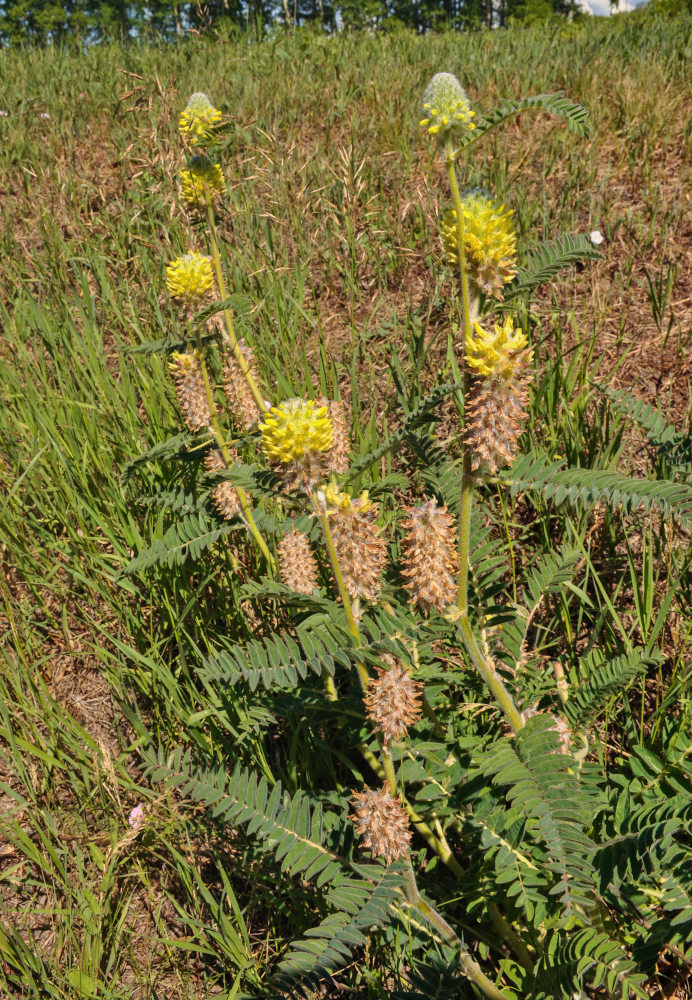 Изображение особи Astragalus alopecurus.