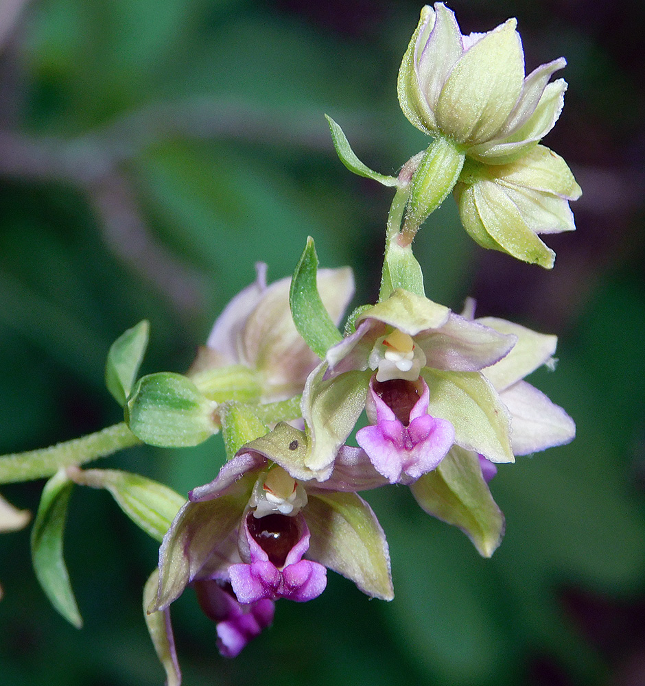 Изображение особи Epipactis helleborine.