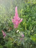 род Astilbe