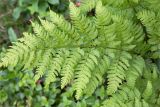 Dryopteris assimilis