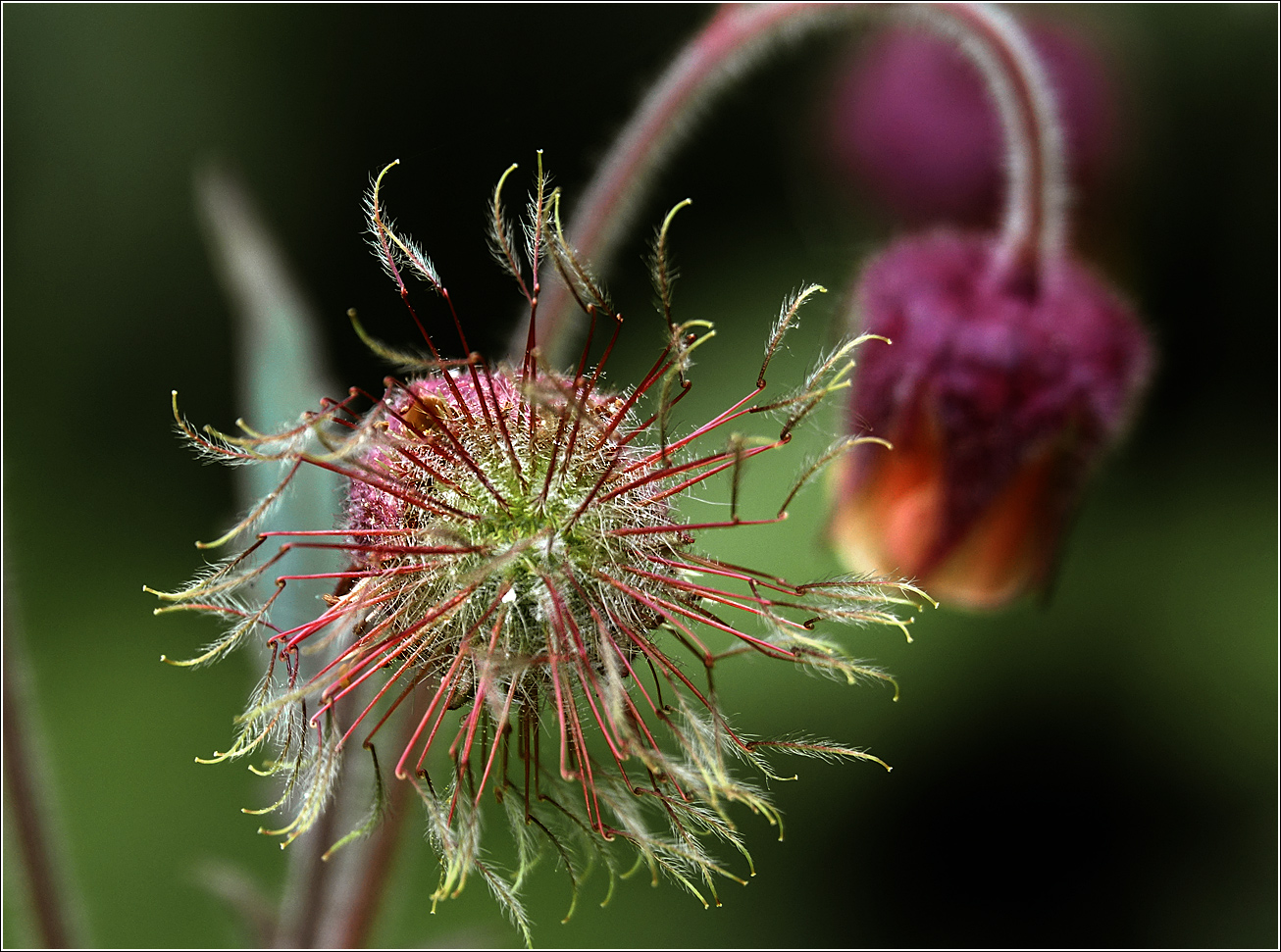 Image of Geum rivale specimen.