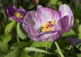 Paeonia caucasica