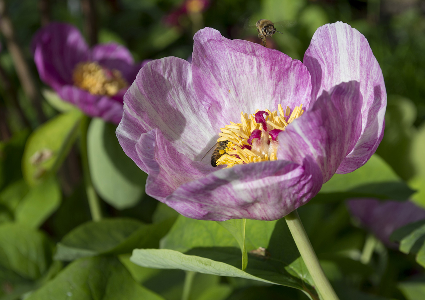 Изображение особи Paeonia caucasica.