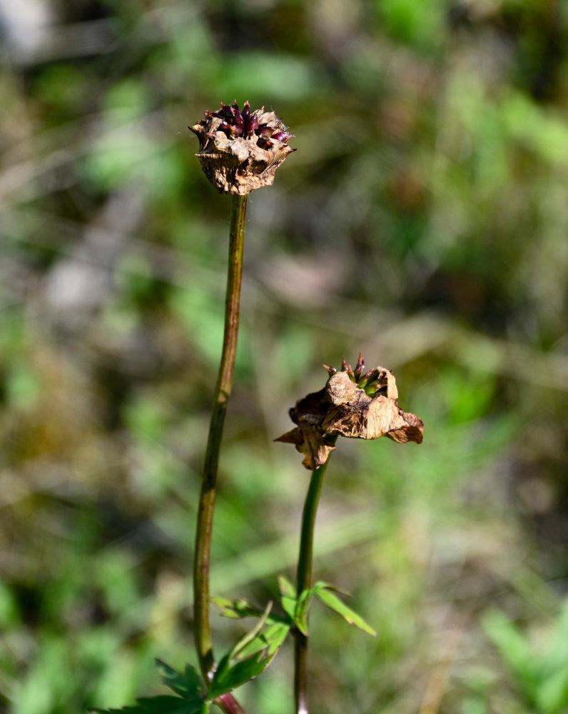 Image of Trollius asiaticus specimen.