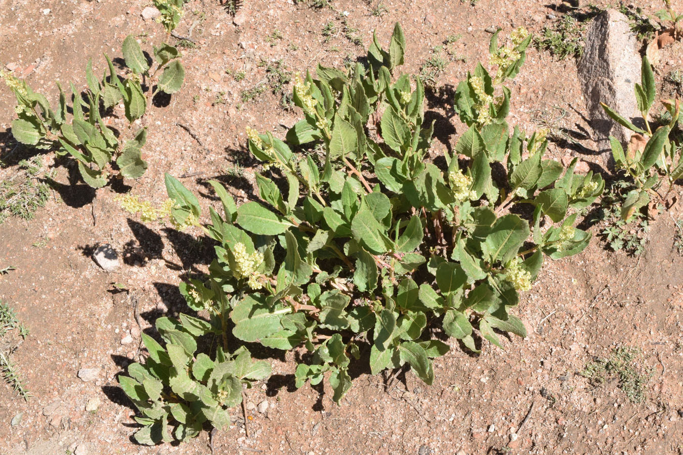 Image of Aconogonon hissaricum specimen.