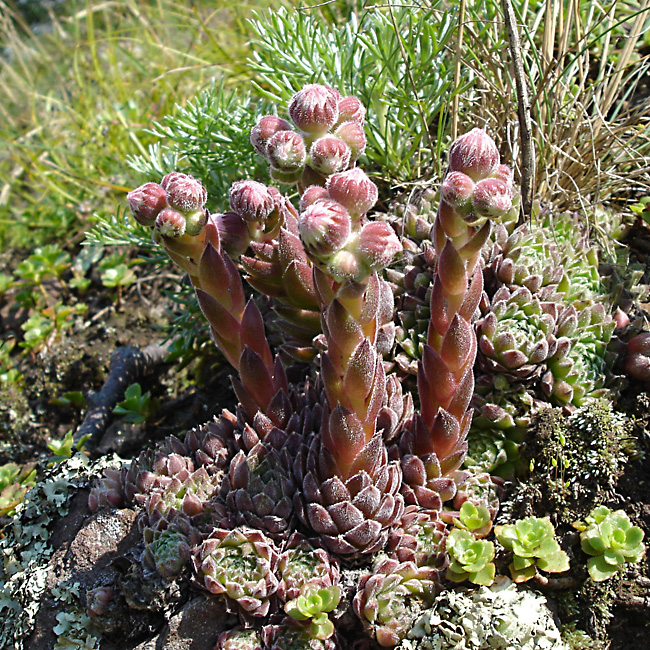 Изображение особи Sempervivum caucasicum.