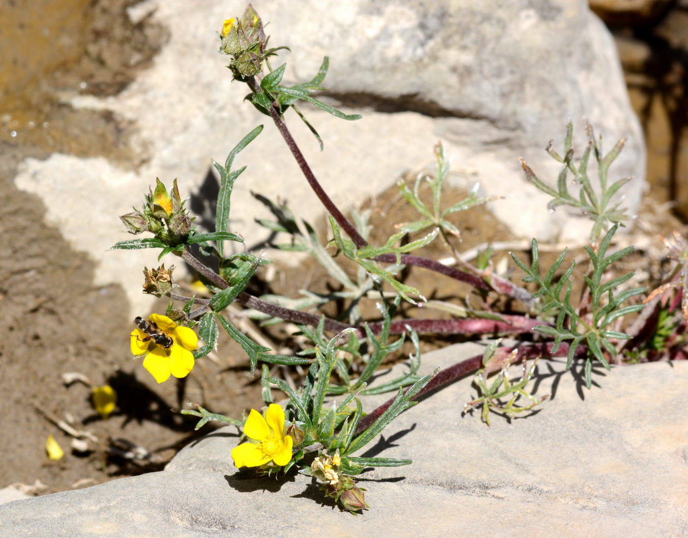 Изображение особи Potentilla multifida.