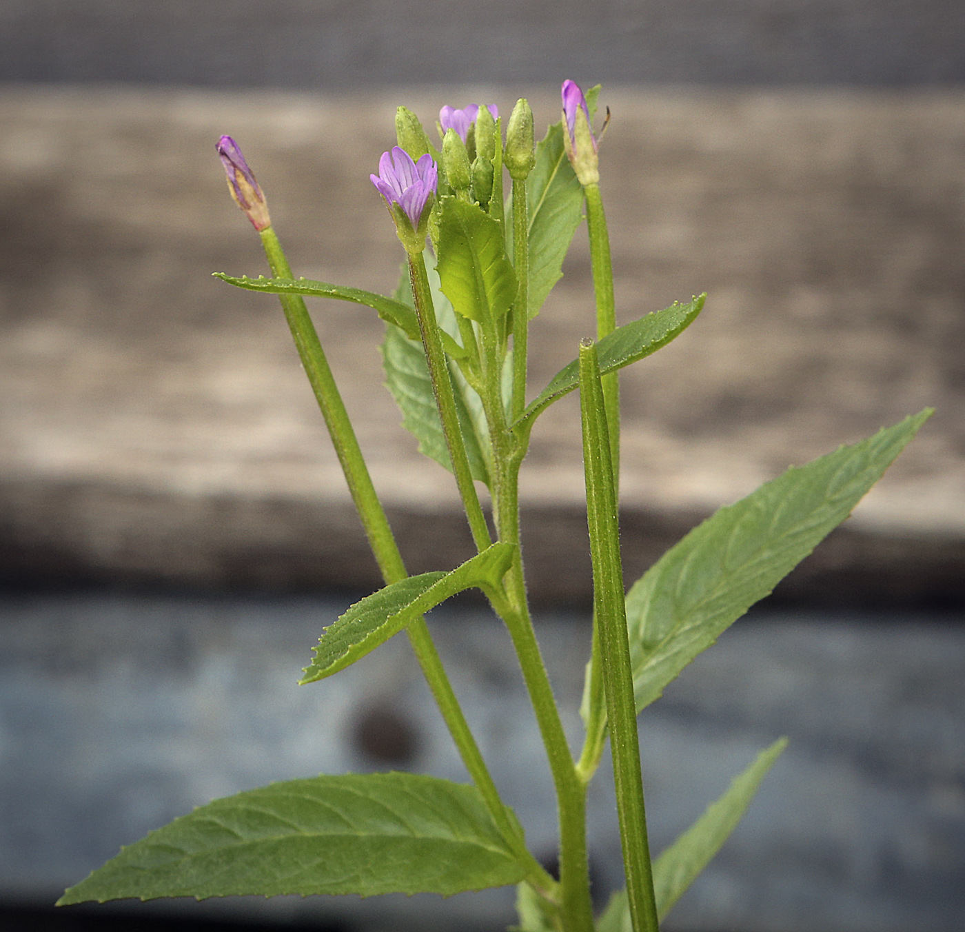 Изображение особи род Epilobium.