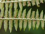 Athyrium monomachii