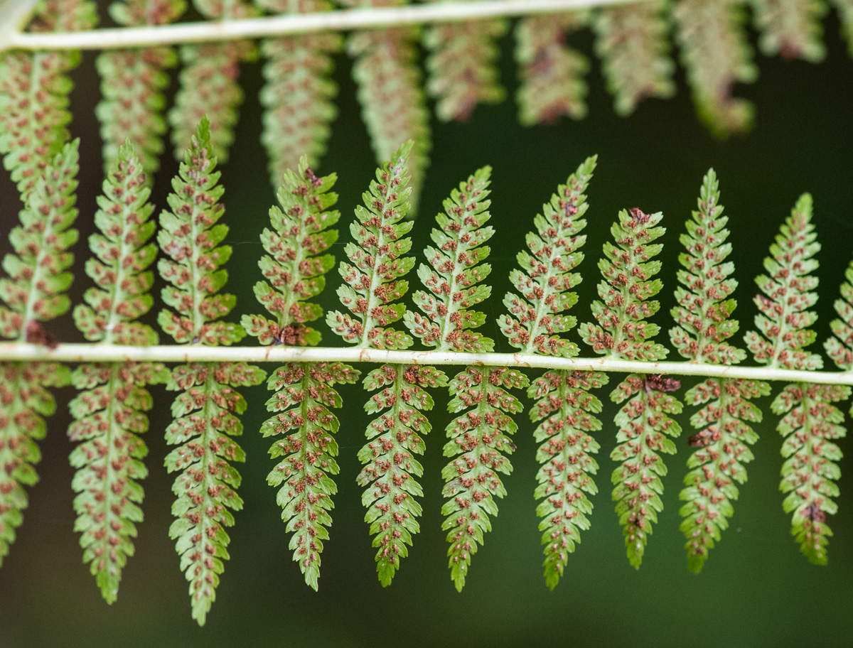 Image of Athyrium monomachii specimen.