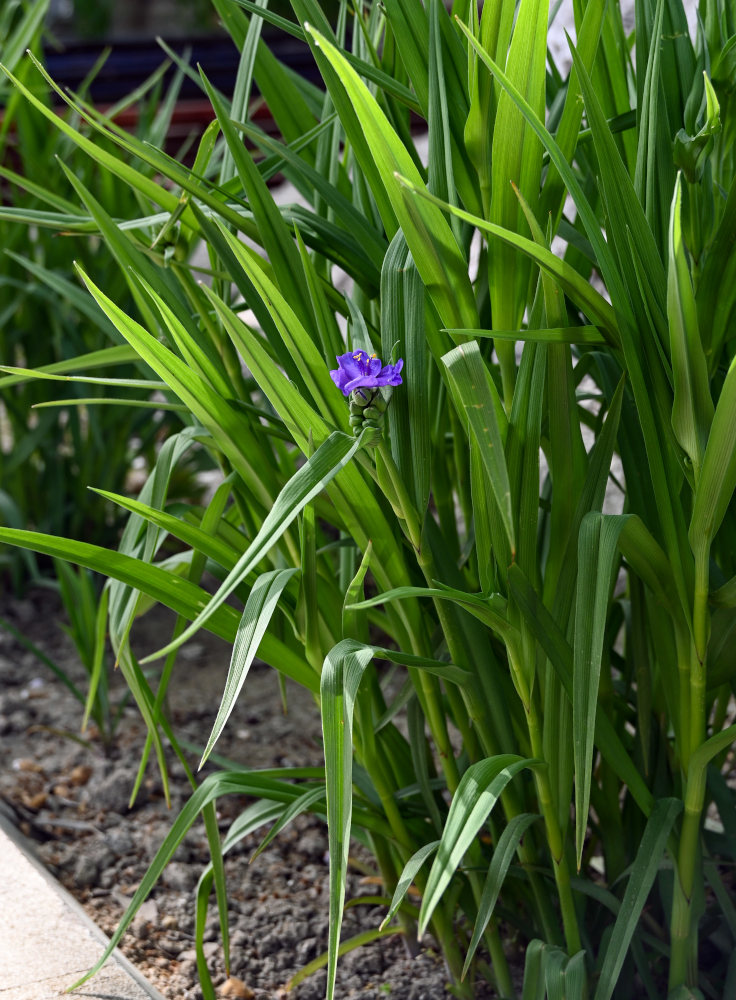 Image of Tradescantia virginiana specimen.