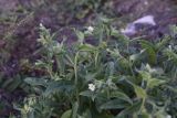 Nonea lutea