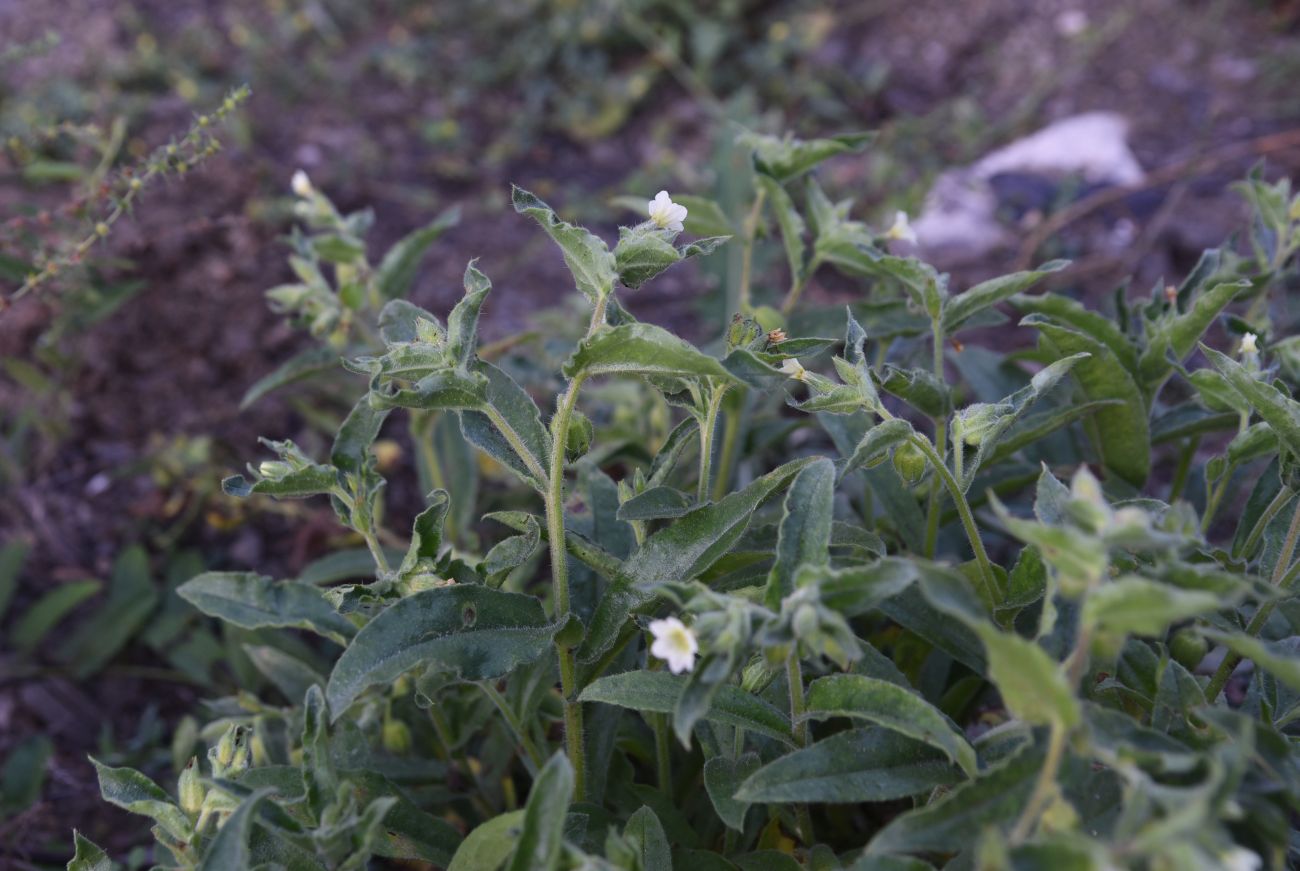 Image of Nonea lutea specimen.