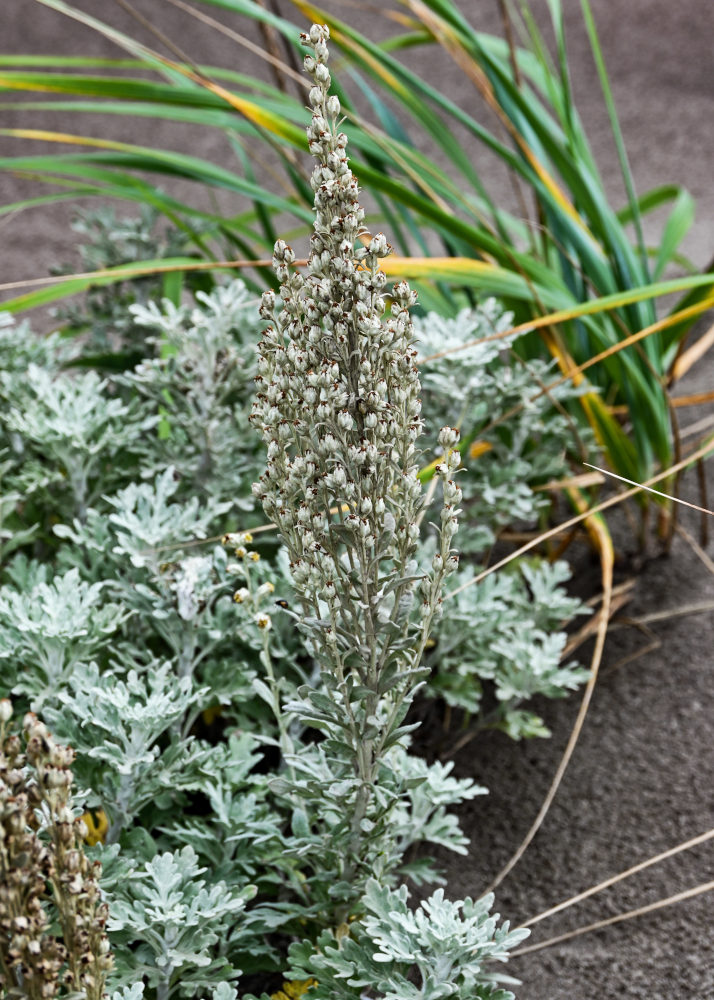 Изображение особи Artemisia stelleriana.