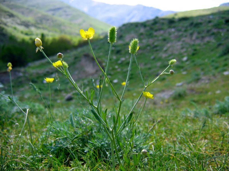 Изображение особи Ranunculus pinnatisectus.