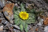 Inula rhizocephala