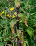 Picris japonica. Средняя часть побега. Сахалин, Корсаковский гор. округ, гора Бережная, луговой склон. 25.08.2022.