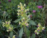 Galeopsis speciosa. Верхушка цветущего растения. Пермский край, Кунгурский р-н, окр. дер. Дейково, окр. ур. Греховская гора, залежь. 06.08.2023.