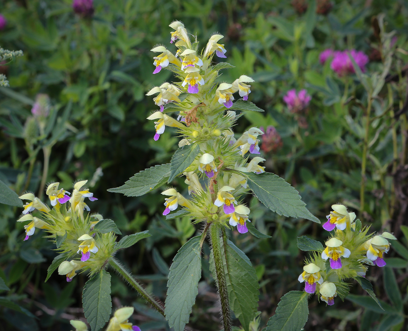 Image of Galeopsis speciosa specimen.