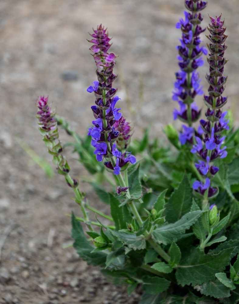 Изображение особи Salvia nemorosa.