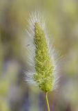 Polypogon monspeliensis. Соцветие. Испания, автономное сообщество Каталония, провинция Жирона, комарка Баш Эмпорда, муниципалитет Калонже, сорное на щебневой отсыпке участка, рудеральное местообитание. 15.05.2021.